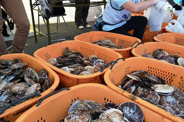 屋外の市場やイベント会場と思われる場所で、沢山のホタテの貝殻が入った複数のオレンジ色のプラスチック製かごが並んでいる様子の写真