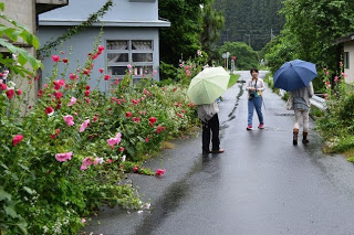 小雨の降る中、傘をさした3人が道ばたに咲くピンク色の花の横を歩いている写真