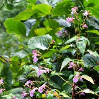 緑の葉に囲まれた中で、小さなピンク色の花がたくさん咲いている植物が写っている写真