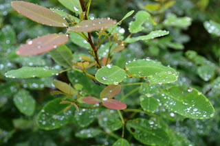 緑や赤みがかった葉に雨のしずくがたくさん乗っている様子を接写で写した写真