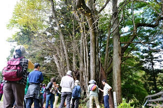 巨大な木の根元に集まり、見上げたり説明を聞いたりしている十数人の参加者の様子が写っている写真
