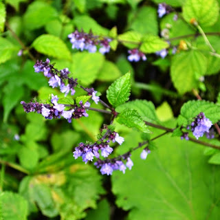 緑の葉の間に、小さな紫色の花を沢山つけた植物が写っている写真