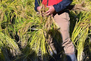 藁で束ねた稲穂を両手で持つ人物の腰から下が写っており、足元は長靴を履いて田んぼの中に立っている写真