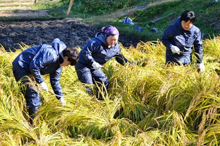 青い作業着を着ている真剣な表情の三人の参加者が、かがんで稲を刈り取っている写真