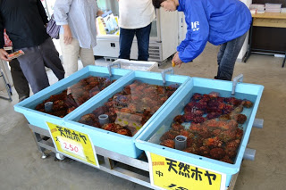 3つの水色の水槽に天然ホヤが生きたまま入れられており、青いジャンパーを着た男性と数名の客が水槽をのぞいている写真