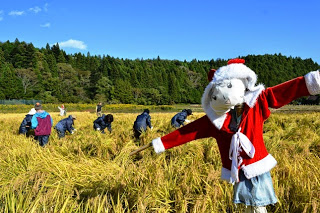 サンタのかかしが見守る中、実った稲の刈り取りをしている田んぼの様子を写真
