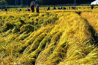 黄金色に実った稲が整然と倒れて並び、多くの人がその間で作業している様子が写っている写真