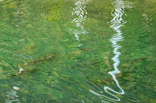 緑がかった澄んだ川の中を泳ぐ魚の姿がぼんやりと見えている様子の写真