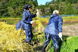 青空が広がり木々に囲まれた田んぼで、二人の女性が立った状態で藁で束ねた稲を刈り取っている様子の写真