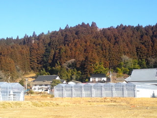 青空が広がる山のふもとの自然豊かな場所に、菊畑のビニールハウスが並んで立っている様子の写真