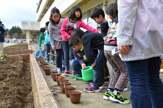 学校の花壇の前に並べた、椿の種を植えた植木鉢に子どもたちが順番に緑のジョウロを使って水をやっている様子の写真