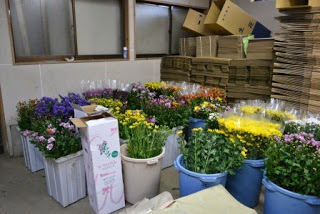 屋内の一室の壁沿いにたくさんの段ボールが整理されて置かれ、手前には黄色、白、ピンク、紫色の花がたくさんバケツの中に入って置かれている室内の写真