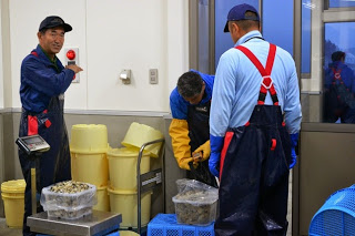 作業員三人が黄色い容器や計量器の周囲でカキの量を確認し、出荷の準備を進めている、カキの計量とパッキング作業の写真