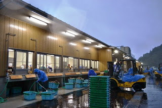 雨が降る中で青いカッパを着た作業員がカゴを水洗いをしている、水産加工場の外での作業風景の写真