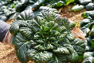 新鮮でみずみずしいちぢみほうれんそうを手に持ってアップで撮影した写真