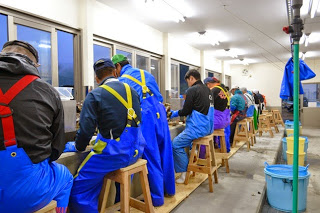作業員たちが青の防水作業着を着て腰かけながら横一列に並び、牡蠣の殻むきを行っている、屋内作業場での一斉作業の様子の写真