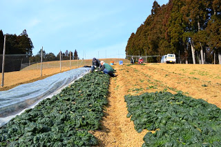 広々とした畑で作業着を着た人がちぢれほうれん草の収穫をしている農作業の様子を遠目から写した写真