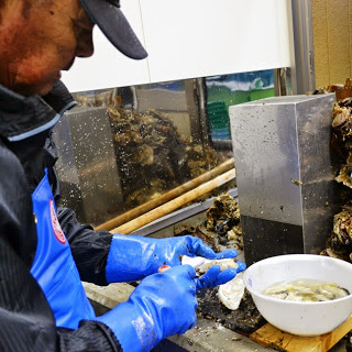 男性作業員が青い手袋を持ったナイフで牡蠣の殻を開け、白いボウルに中身を集めている、熟練者によるカキの手作業処理の写真