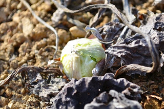 収穫後の畑の土の上に小さな新芽が顔を出している様子の写真