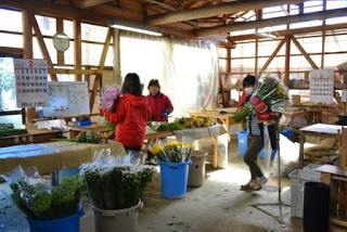 木造の自然光が差し込む明るい室内で3人の女性が作業を行い、花の束があちこちの台やバケツに並べられている様子の写真