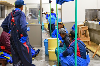 作業員たちが防水作業着と手袋を着けて黄色いバケツの周りに集まり、椅子に腰かけて休憩をとっている、カキの加工作業の合間の休憩風景の写真