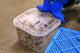 フタに「戸倉022」と書かれた文字がマジックで記されている、透明なプラスチック容器に詰められたカキが置かれ、青い手袋をした作業員が蓋をしめている、出荷前のカキの包装容器の写真