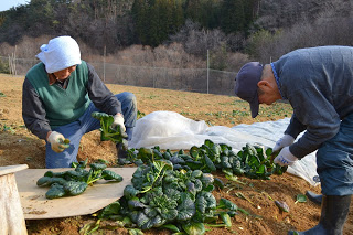 畑で二人の作業者が収穫したちぢみほうれんそうを並べて整理している様子の写真