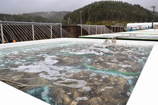山に囲まれた施設内に常に水が流れている大きな水槽の中に沢山の貝類が入っている、屋外の水産物洗浄用の水槽の写真