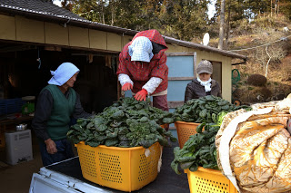 黄色いプラスチックかごに大量のちぢみほうれんそうが入っていて、作業者が確認している様子の写真