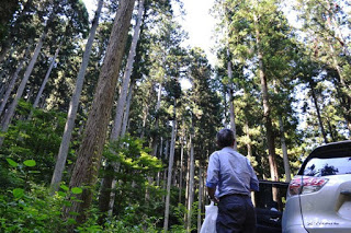 車から降りた男性が、森の中で背の高い木々を見上げている後ろ姿の写真