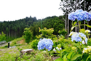 紫陽花の花が咲く斜面の下に黒い石碑があり、周りには緑の森が広がっている自然豊かな場所の写真
