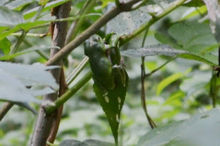 緑色のカエルが葉っぱにしがみついている様子を写した写真