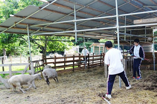 羊がじゃれあっている屋根付きの動物小屋の中で、ジャージ姿の男子生徒たちが掃除をしている様子が写っている写真
