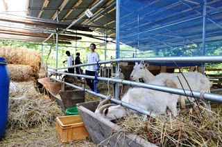 屋根のある小屋の中で数頭のヤギが餌箱の干し草を食べており、奥では白い作業着を着た男子生徒たちが掃除をしている様子が写っている写真