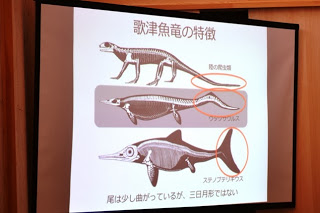 「歌津魚竜の特徴」と題したスライドに、3種類の異なる魚竜の骨格図並び、部位の違いを赤い丸で示しているスクリーンの写真