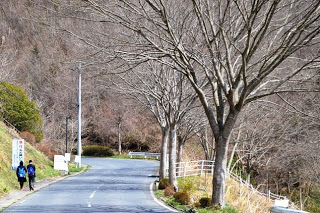 葉の落ちた木々が両側に並ぶ左側に向かってカーブした道を、歩道を歩く二人の人物の後ろ姿の写真