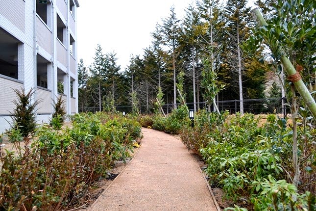 住宅の横に整備された小道が、左右に植えられた低木と奥に並ぶ背の高い針葉樹の間を通り抜ける静かな庭の写真