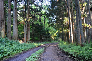 緑豊かな森林の中に土の道が伸びており、周囲には背の高い木々と地面を覆う草木が広がり、木漏れ日が道に光と影の模様を作っている森の写真