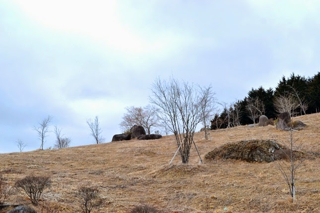 小山に植えられたばかりの樹木を写した写真