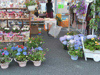 花屋の店先に赤や水色など色とりどりの花の鉢植えがたくさん並んでいる写真