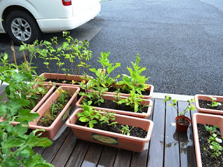 木製のデッキの上に複数の長方形のプランターが並べられ、それぞれにさまざまな緑の植物が育っている写真