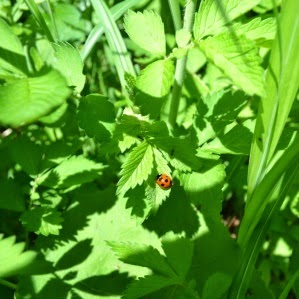 日差しの差し込む緑の葉の上に、赤くて黒い斑点のあるてんとう虫がとまっている写真