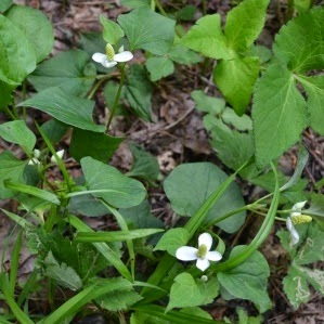 緑の葉の間に、白い4枚の苞がいくつか咲いていて、周囲に野草も混じっているドクダミの写真
