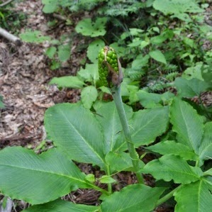 地面から太く伸びた茎の先に、黄緑色の実のような集合体がついた独特な形のマムシグサが生えている写真
