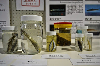 瓶に保存された魚の標本が並び、背景に魚の名前や説明のポスターが貼られている様子の写真