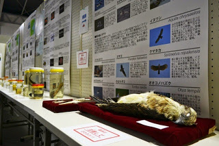 展示会の一部でテーブルに標本や瓶詰めの動物が並び、背景に鳥類の説明パネルが掲示されている様子の写真