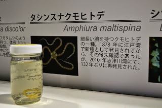 液体に浸されたヒトデの標本が瓶に入れられ、背景にその名前と日本語の説明文が掲示されている様子の写真