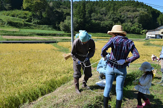 青空の下、麦わら帽子をかぶった数人の大人と子どもが稲田のあぜ道で収穫作業の準備をしている様子の写真