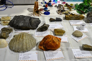岩石や化石が並べられたテーブルに説明カードが添えられている展示の様子の写真