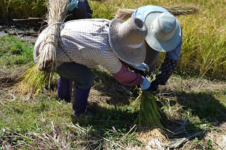 帽子をかぶった二人の人が屈んで稲を束ねている作業中の様子で、収穫した稲が地面に並んでいる写真